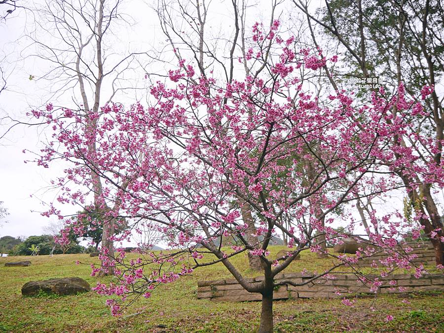 大溝溪生態治水園區&碧湖步道，隱藏版踏青後花園