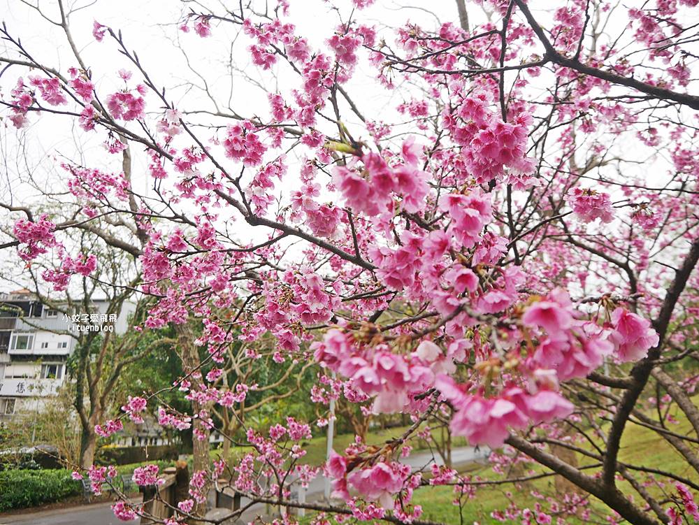 大溝溪生態治水園區&碧湖步道，隱藏版踏青後花園
