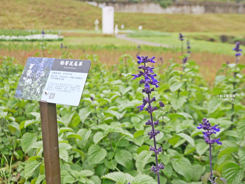 大溝溪生態治水園區&碧湖步道，隱藏版踏青後花園