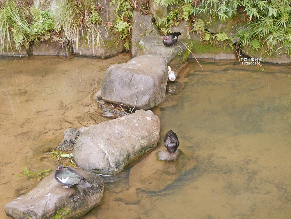 大溝溪生態治水園區&碧湖步道，隱藏版踏青後花園