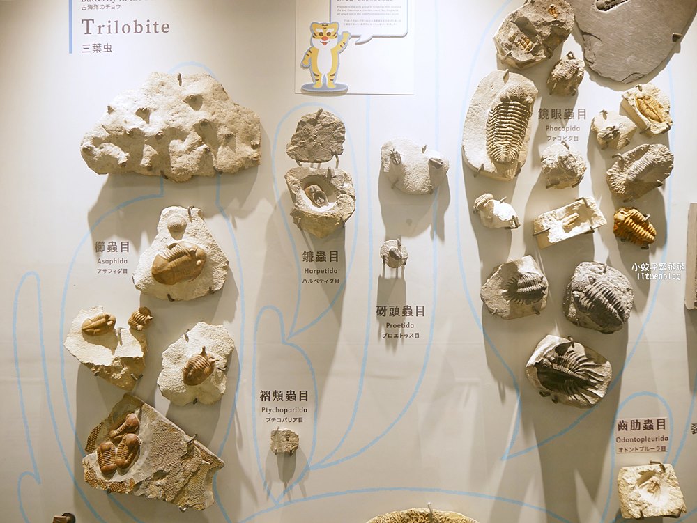 「國立臺灣博物館古生物館」踏入恐龍奇觀世界，門票30元一次逛兩館