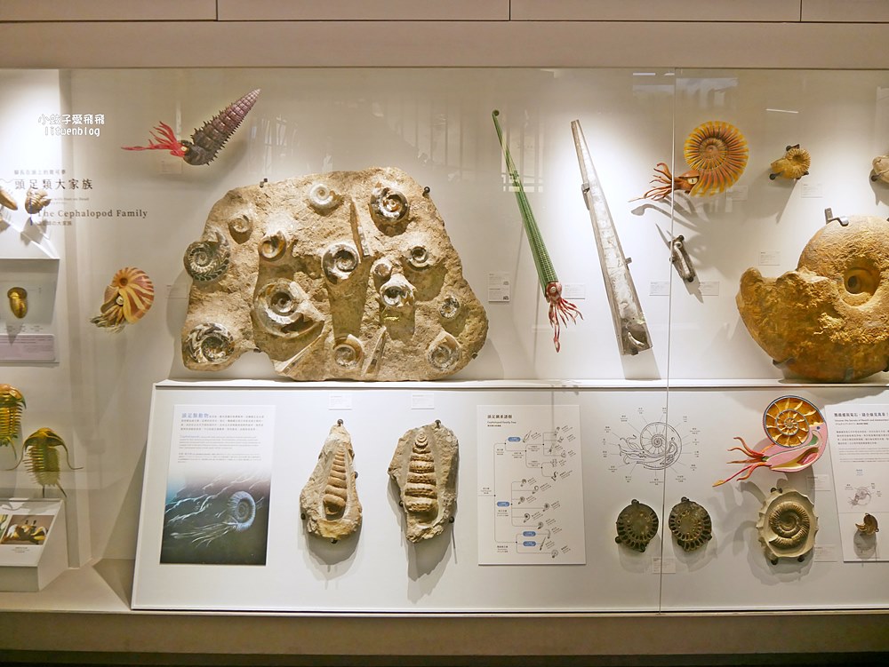 「國立臺灣博物館古生物館」踏入恐龍奇觀世界，門票30元一次逛兩館