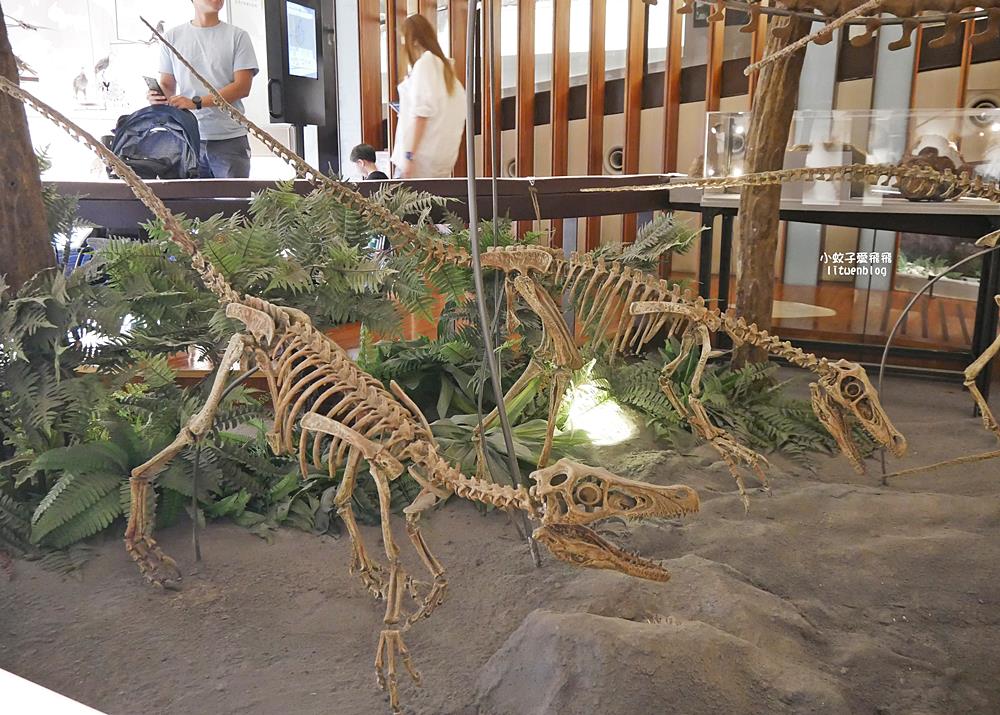 「國立臺灣博物館古生物館」踏入恐龍奇觀世界，門票30元一次逛兩館