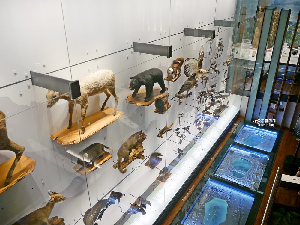 「國立臺灣博物館古生物館」踏入恐龍奇觀世界，門票30元一次逛兩館