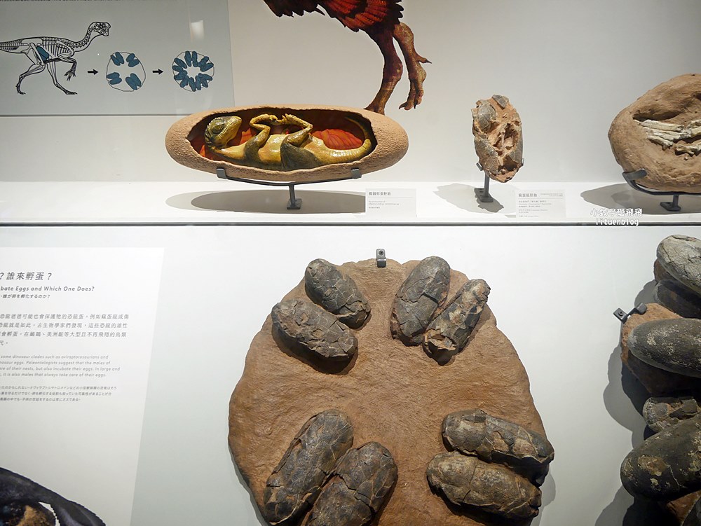 「國立臺灣博物館古生物館」踏入恐龍奇觀世界，門票30元一次逛兩館