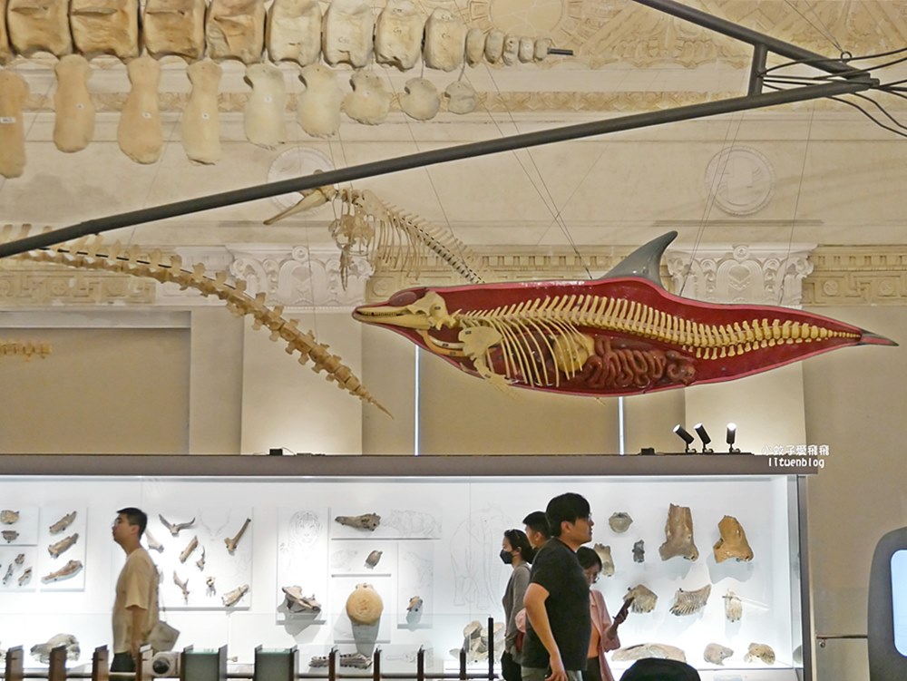 「國立臺灣博物館古生物館」踏入恐龍奇觀世界，門票30元一次逛兩館
