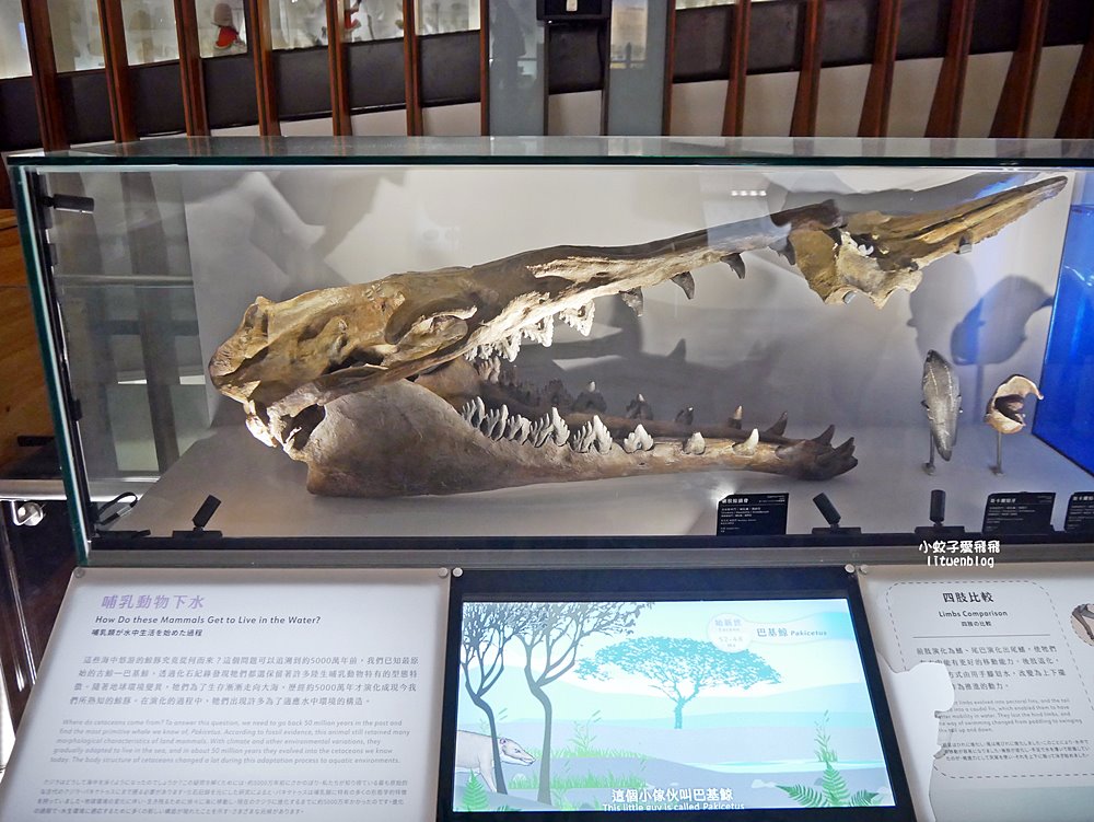 「國立臺灣博物館古生物館」踏入恐龍奇觀世界，門票30元一次逛兩館