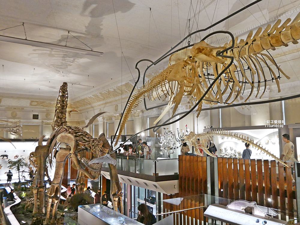 「國立臺灣博物館古生物館」踏入恐龍奇觀世界，門票30元一次逛兩館