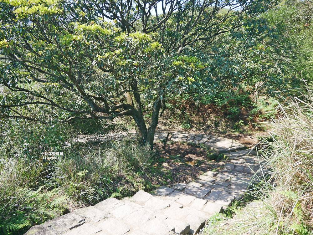 陽明山冷水坑冷擎步道牛奶湖景色交通介紹 陽明山冷水坑冷擎步道牛奶湖景色交通介紹