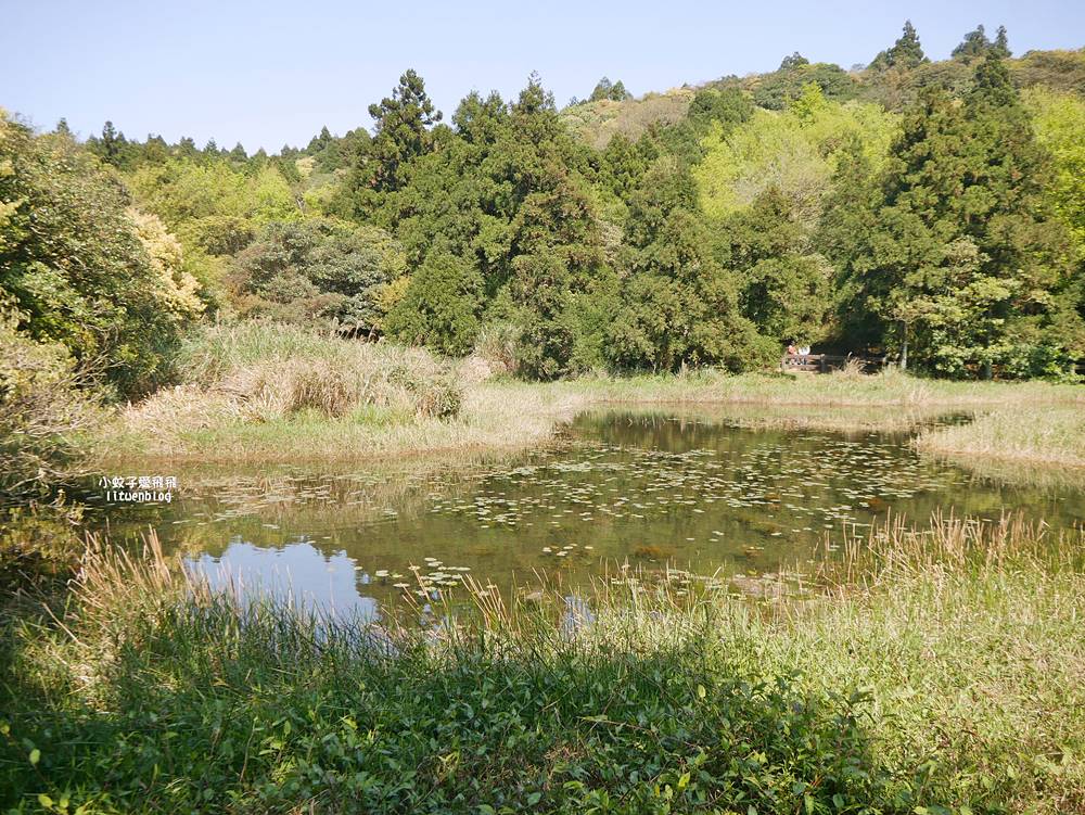 陽明山冷水坑冷擎步道牛奶湖景色交通介紹 陽明山冷水坑冷擎步道牛奶湖景色交通介紹