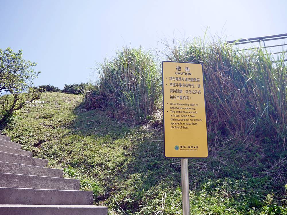 陽明山擎天崗大草原有牛相伴遠眺七星山主峰
