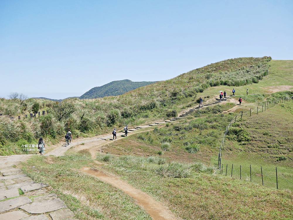 陽明山擎天崗大草原有牛相伴遠眺七星山主峰