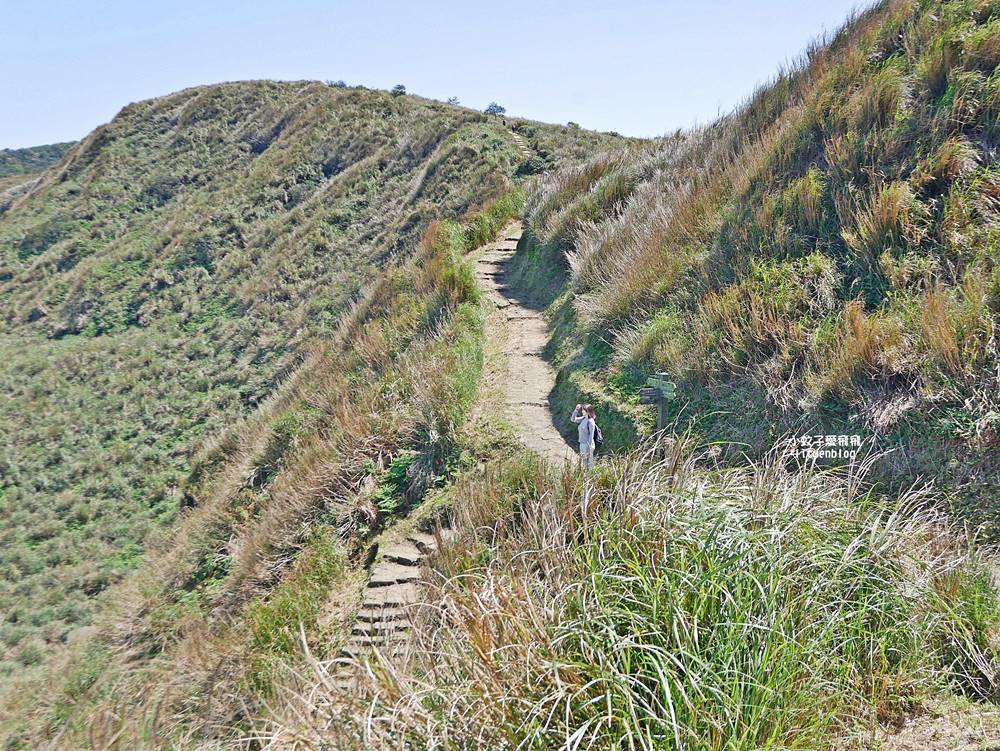 陽明山擎天崗大草原有牛相伴遠眺七星山主峰
