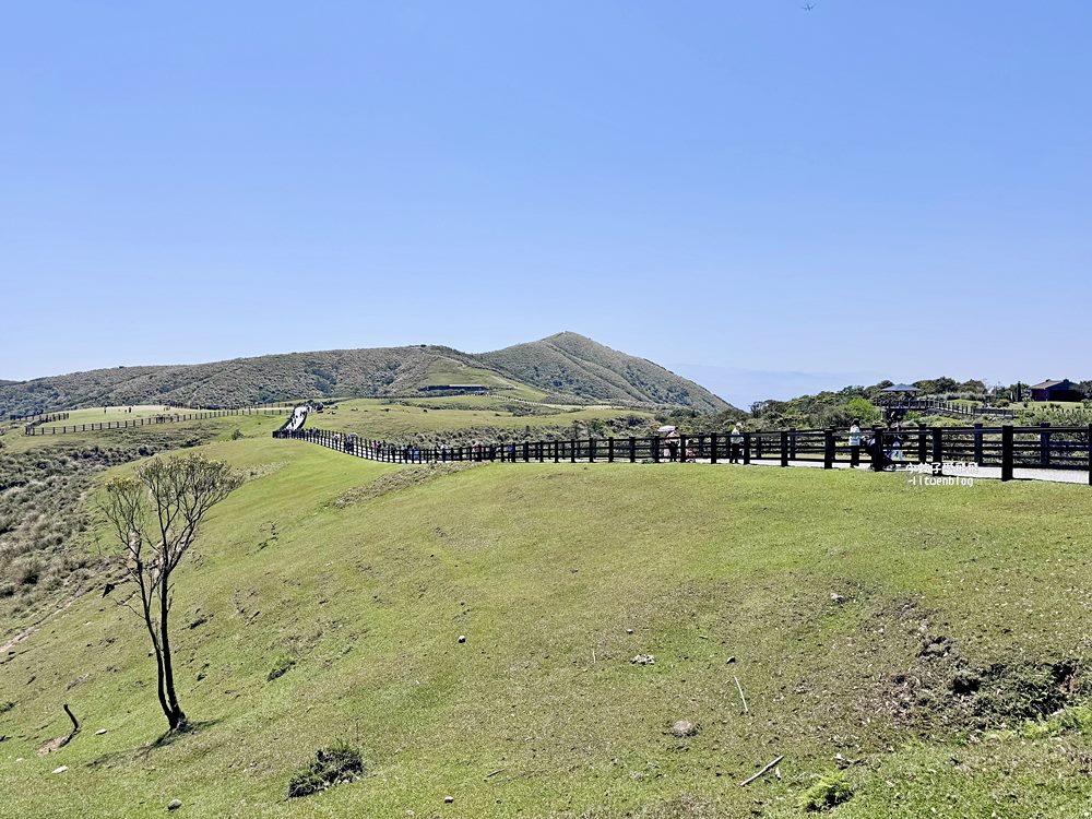 陽明山擎天崗大草原有牛相伴遠眺七星山主峰