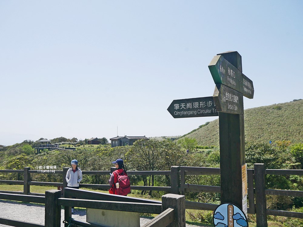 陽明山擎天崗大草原有牛相伴遠眺七星山主峰