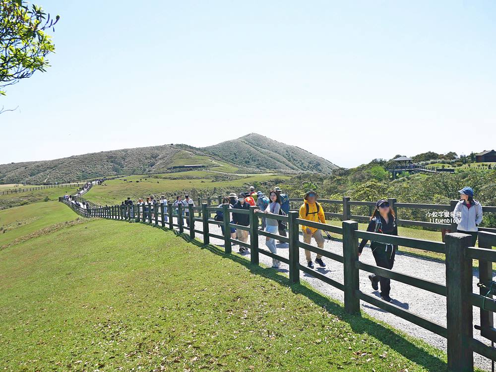 陽明山擎天崗大草原有牛相伴遠眺七星山主峰