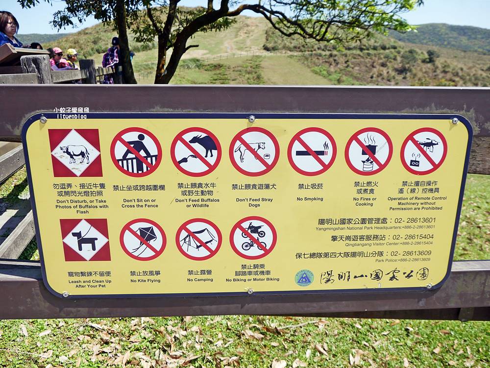 陽明山擎天崗大草原有牛相伴遠眺七星山主峰
