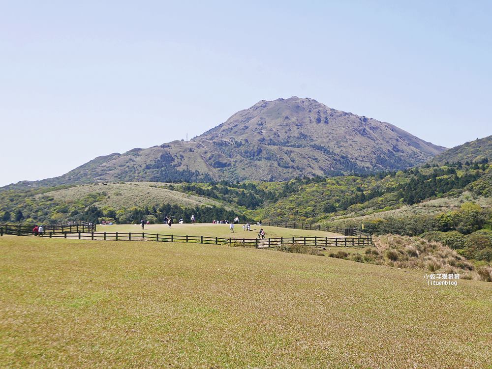 陽明山擎天崗大草原有牛相伴遠眺七星山主峰