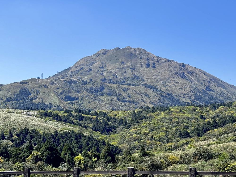 陽明山擎天崗大草原有牛相伴遠眺七星山主峰