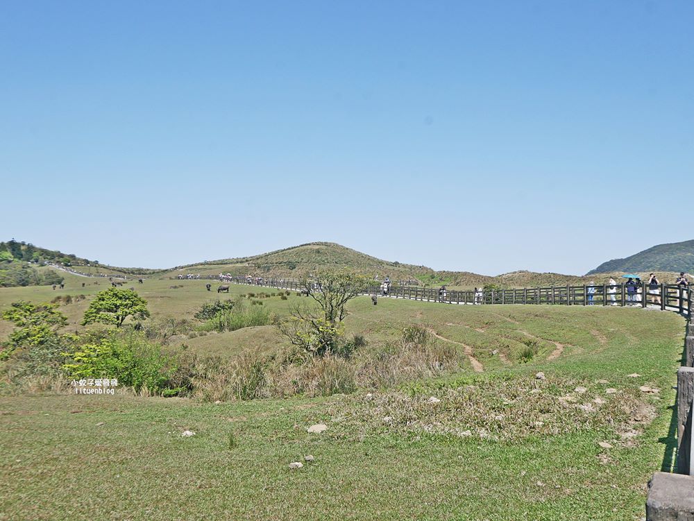 陽明山擎天崗大草原有牛相伴遠眺七星山主峰