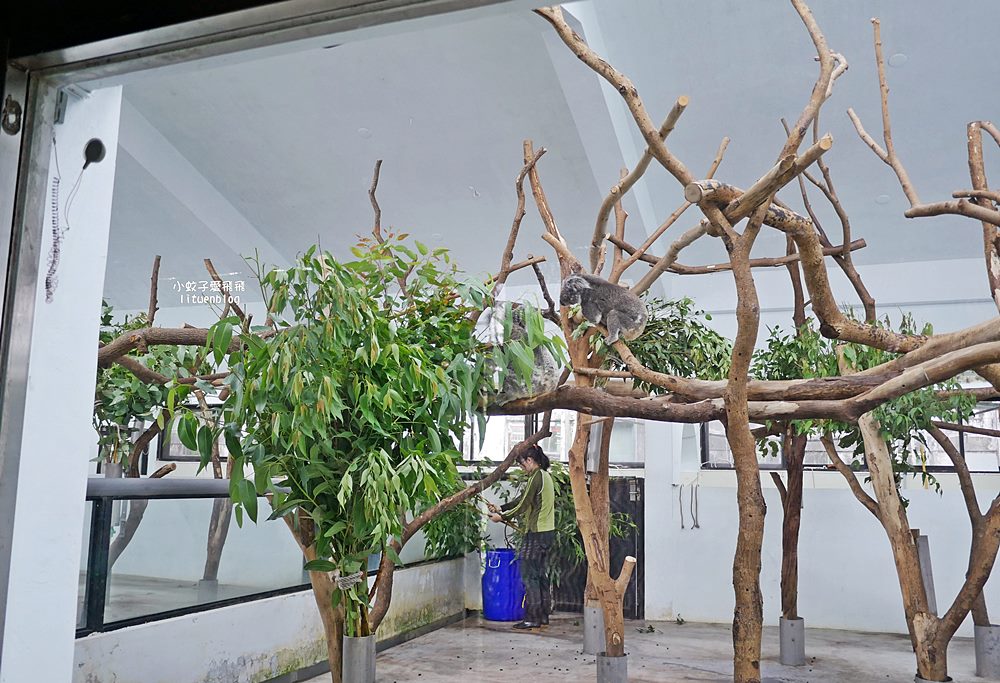 臺北市立動物園各大特色館，必遊熱帶雨林穿山甲館親身貼近小動物們