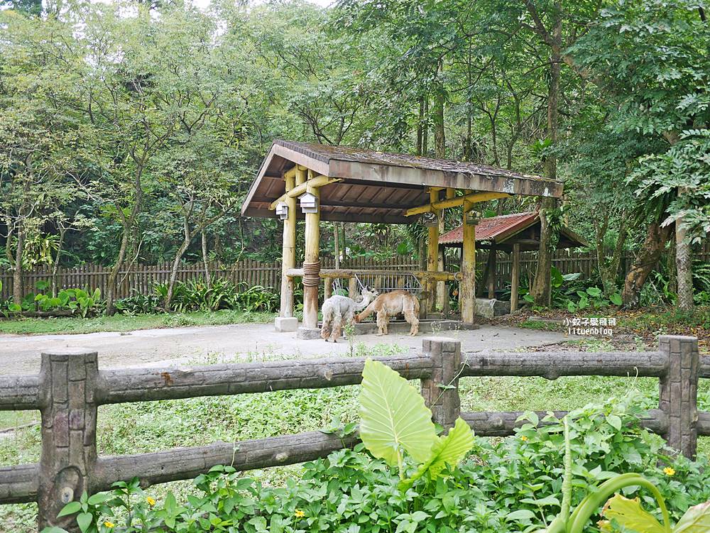 臺北市立動物園各大特色館，必遊熱帶雨林穿山甲館親身貼近小動物們