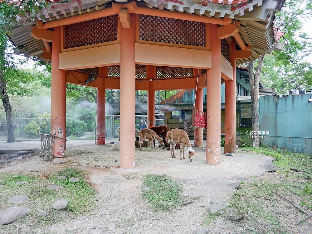 臺北市立動物園各大特色館，必遊熱帶雨林穿山甲館親身貼近小動物們