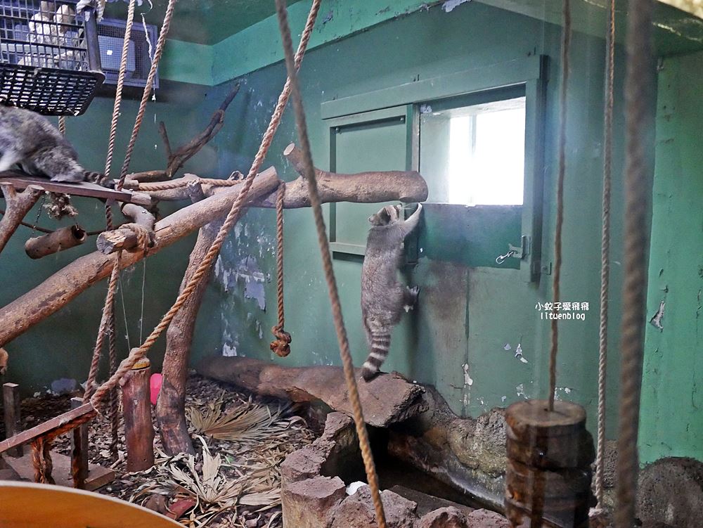 臺北市立動物園各大特色館，必遊熱帶雨林穿山甲館親身貼近小動物們