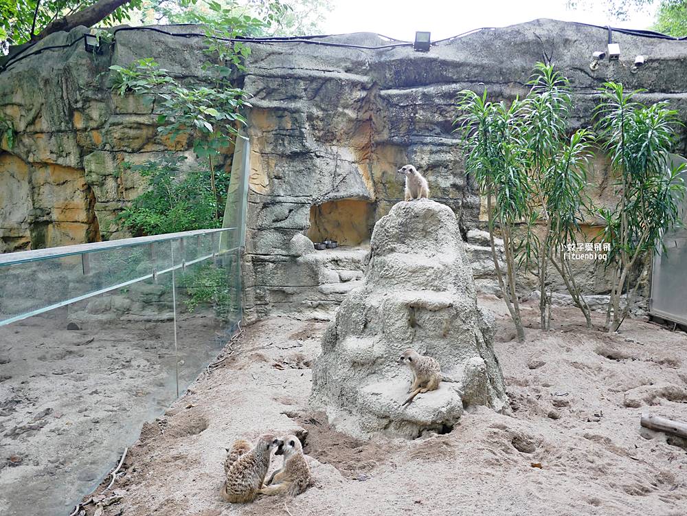 臺北市立動物園各大特色館，必遊熱帶雨林穿山甲館親身貼近小動物們