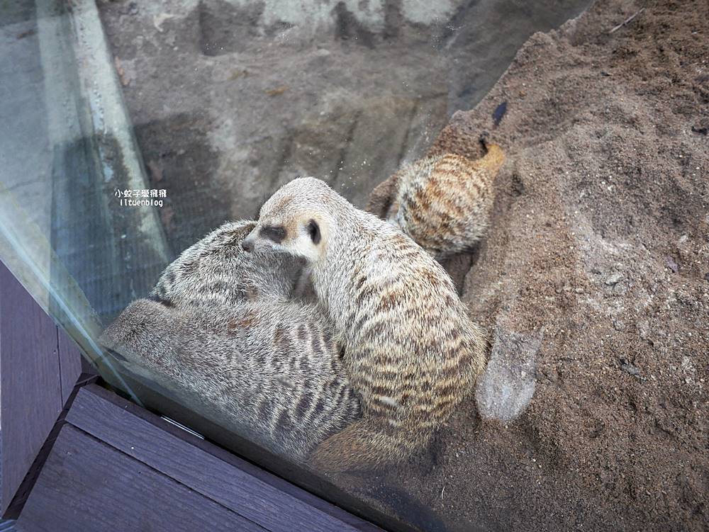 臺北市立動物園各大特色館，必遊熱帶雨林穿山甲館親身貼近小動物們