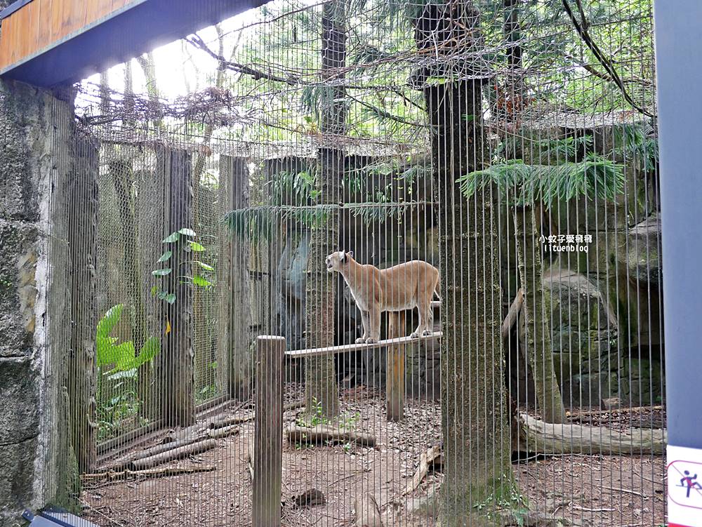 臺北市立動物園各大特色館，必遊熱帶雨林穿山甲館親身貼近小動物們