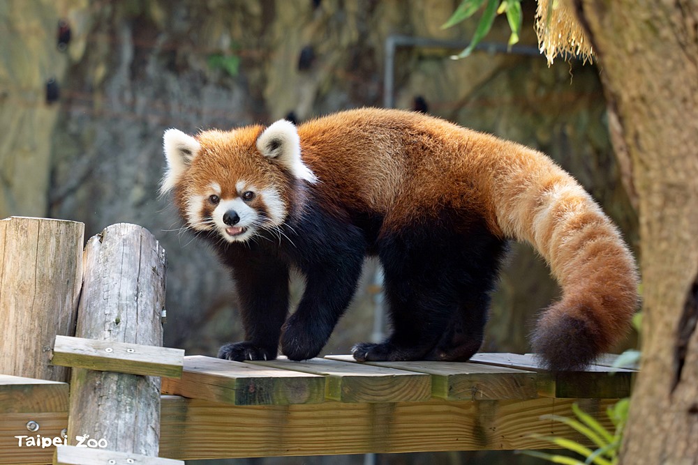 臺北市立動物園各大特色館，必遊熱帶雨林穿山甲館親身貼近小動物們