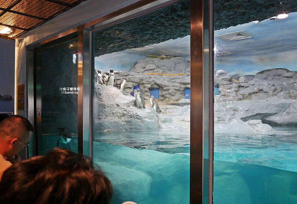 臺北市立動物園各大特色館，必遊熱帶雨林穿山甲館親身貼近小動物們