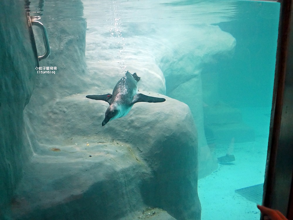 臺北市立動物園各大特色館，必遊熱帶雨林穿山甲館親身貼近小動物們