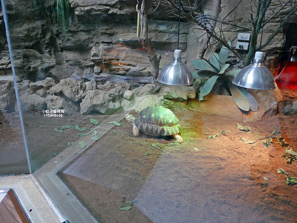 臺北市立動物園各大特色館，必遊熱帶雨林穿山甲館親身貼近小動物們