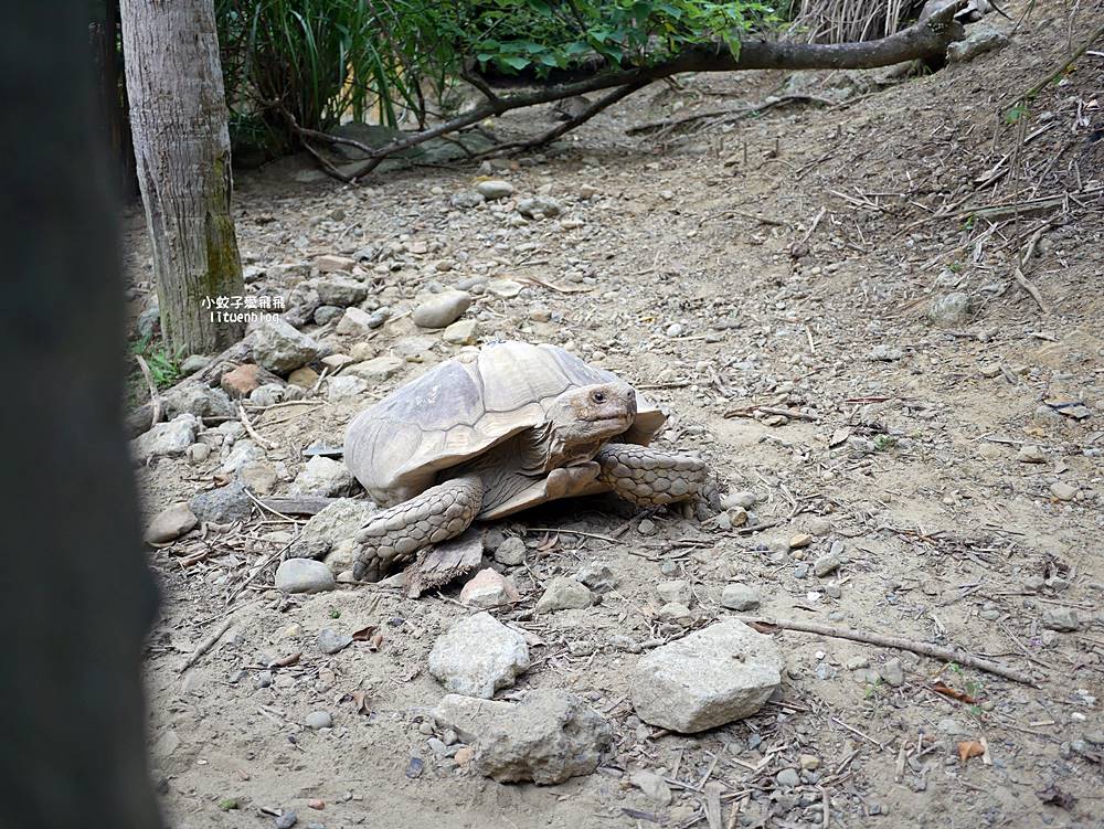 臺北市立動物園各大特色館，必遊熱帶雨林穿山甲館親身貼近小動物們