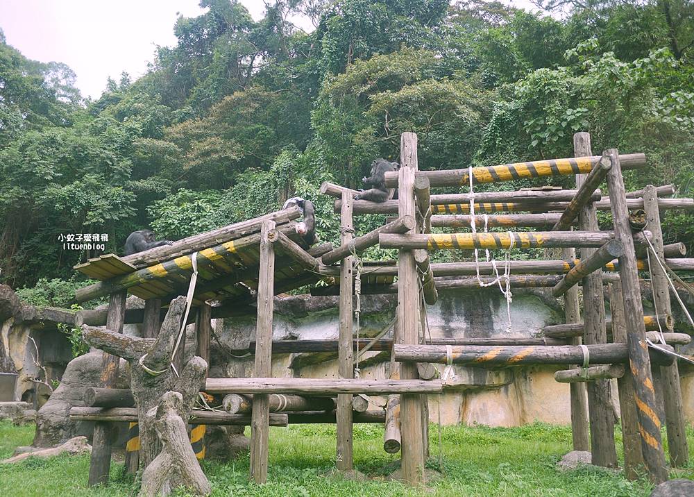 臺北市立動物園各大特色館，必遊熱帶雨林穿山甲館親身貼近小動物們