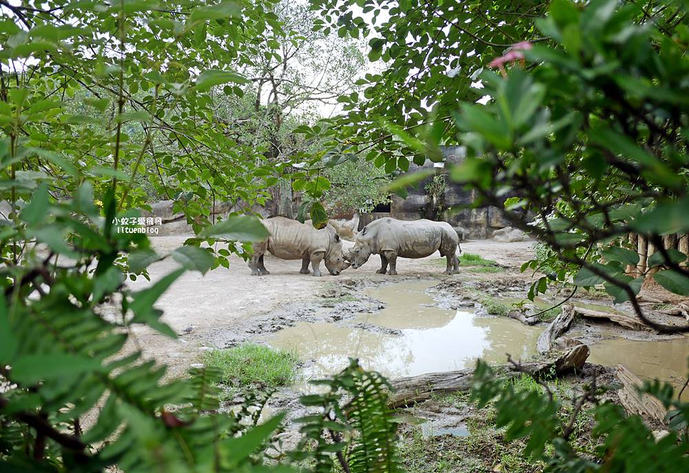 臺北市立動物園各大特色館，必遊熱帶雨林穿山甲館親身貼近小動物們