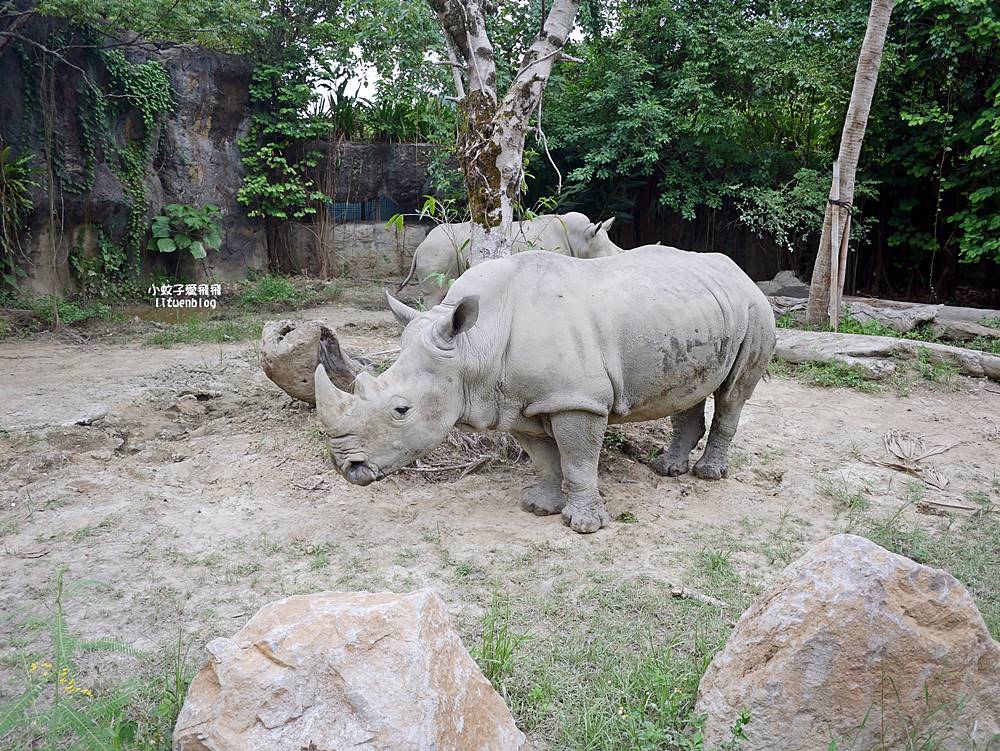臺北市立動物園各大特色館，必遊熱帶雨林穿山甲館親身貼近小動物們