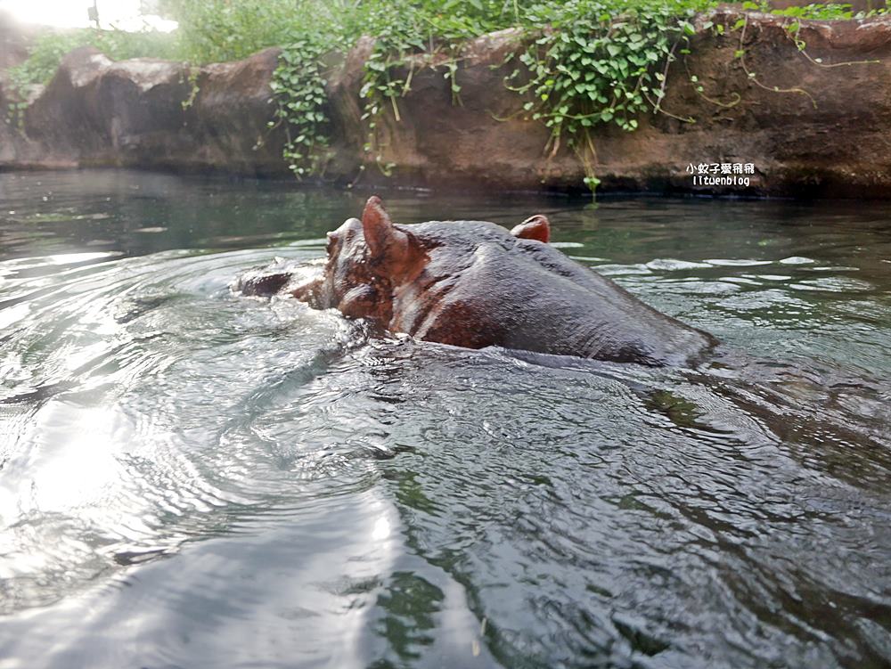 臺北市立動物園各大特色館，必遊熱帶雨林穿山甲館親身貼近小動物們