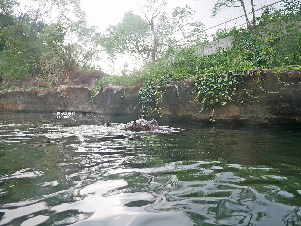 臺北市立動物園各大特色館，必遊熱帶雨林穿山甲館親身貼近小動物們