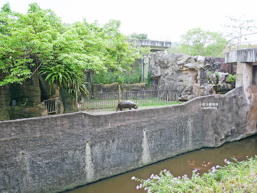 臺北市立動物園各大特色館，必遊熱帶雨林穿山甲館親身貼近小動物們