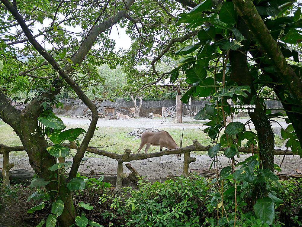 臺北市立動物園各大特色館，必遊熱帶雨林穿山甲館親身貼近小動物們