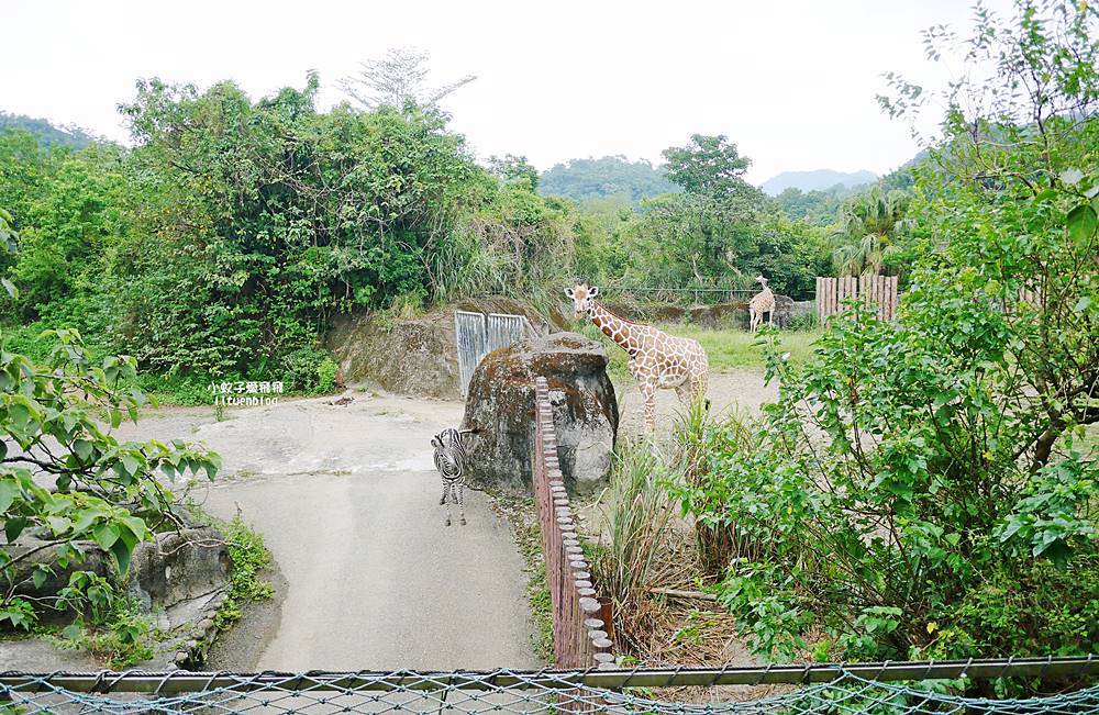 臺北市立動物園各大特色館，必遊熱帶雨林穿山甲館親身貼近小動物們