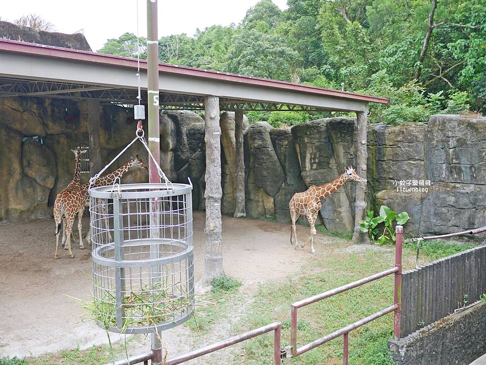 臺北市立動物園各大特色館，必遊熱帶雨林穿山甲館親身貼近小動物們