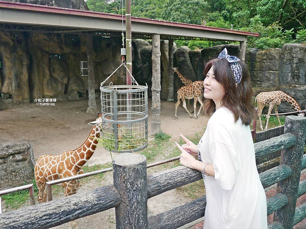 臺北市立動物園各大特色館，必遊熱帶雨林穿山甲館親身貼近小動物們