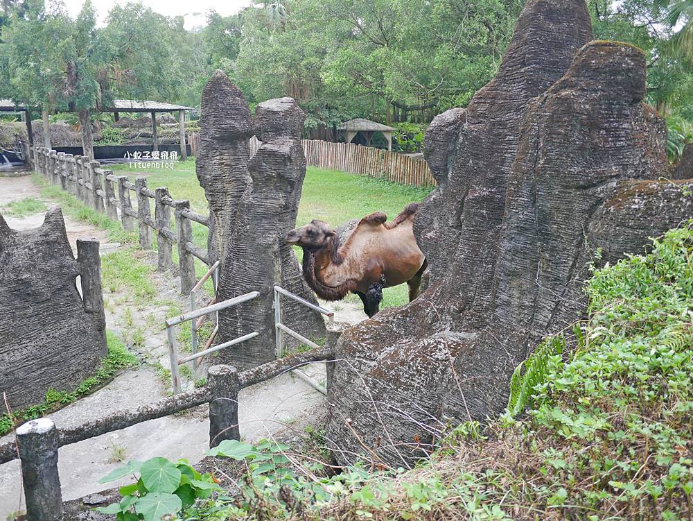 臺北市立動物園各大特色館，必遊熱帶雨林穿山甲館親身貼近小動物們