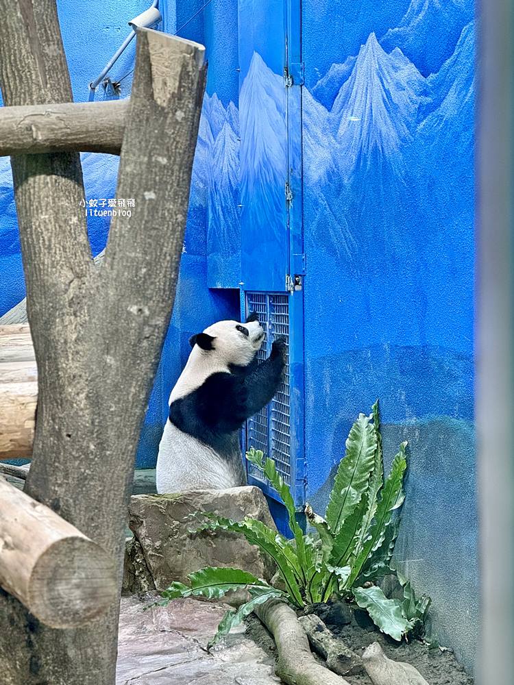 臺北市立動物園各大特色館，必遊熱帶雨林穿山甲館親身貼近小動物們