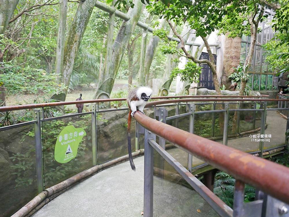 臺北市立動物園各大特色館，必遊熱帶雨林穿山甲館親身貼近小動物們