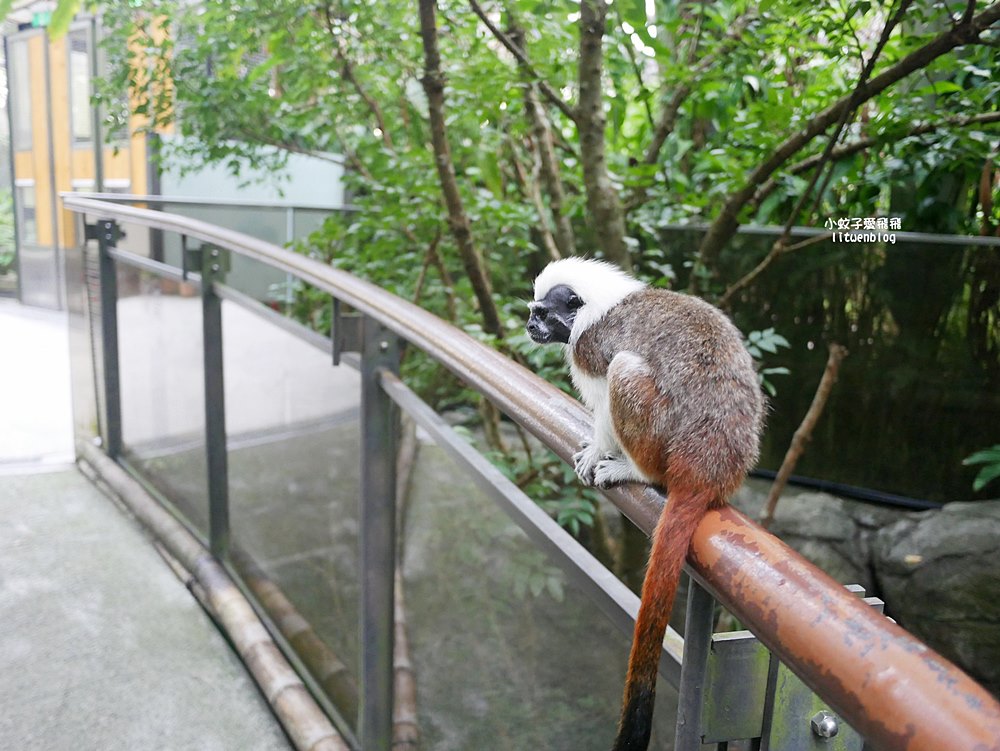臺北市立動物園各大特色館，必遊熱帶雨林穿山甲館親身貼近小動物們